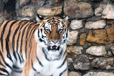Four Amur tigers will come to live at Chessington in May. 
